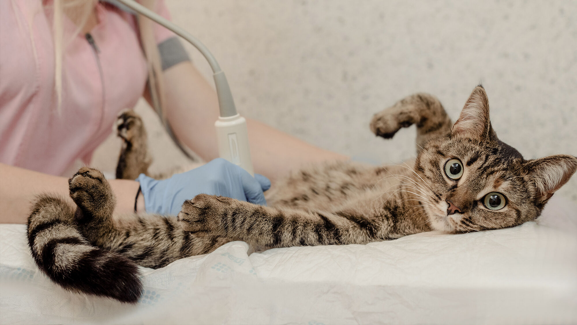 Illustration d'un chat examiné par un vétérinaire