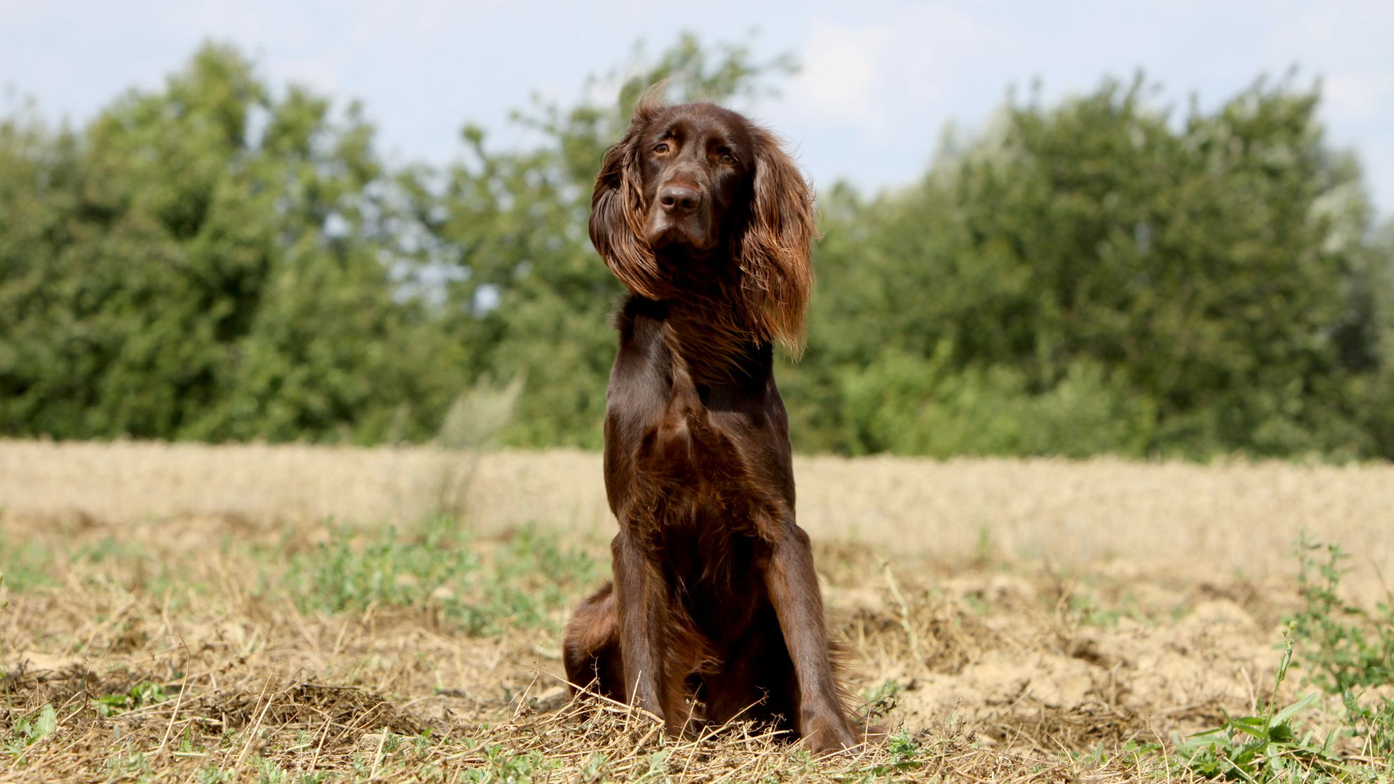 German Longhaired Pointing Hound sat on a ploughed field