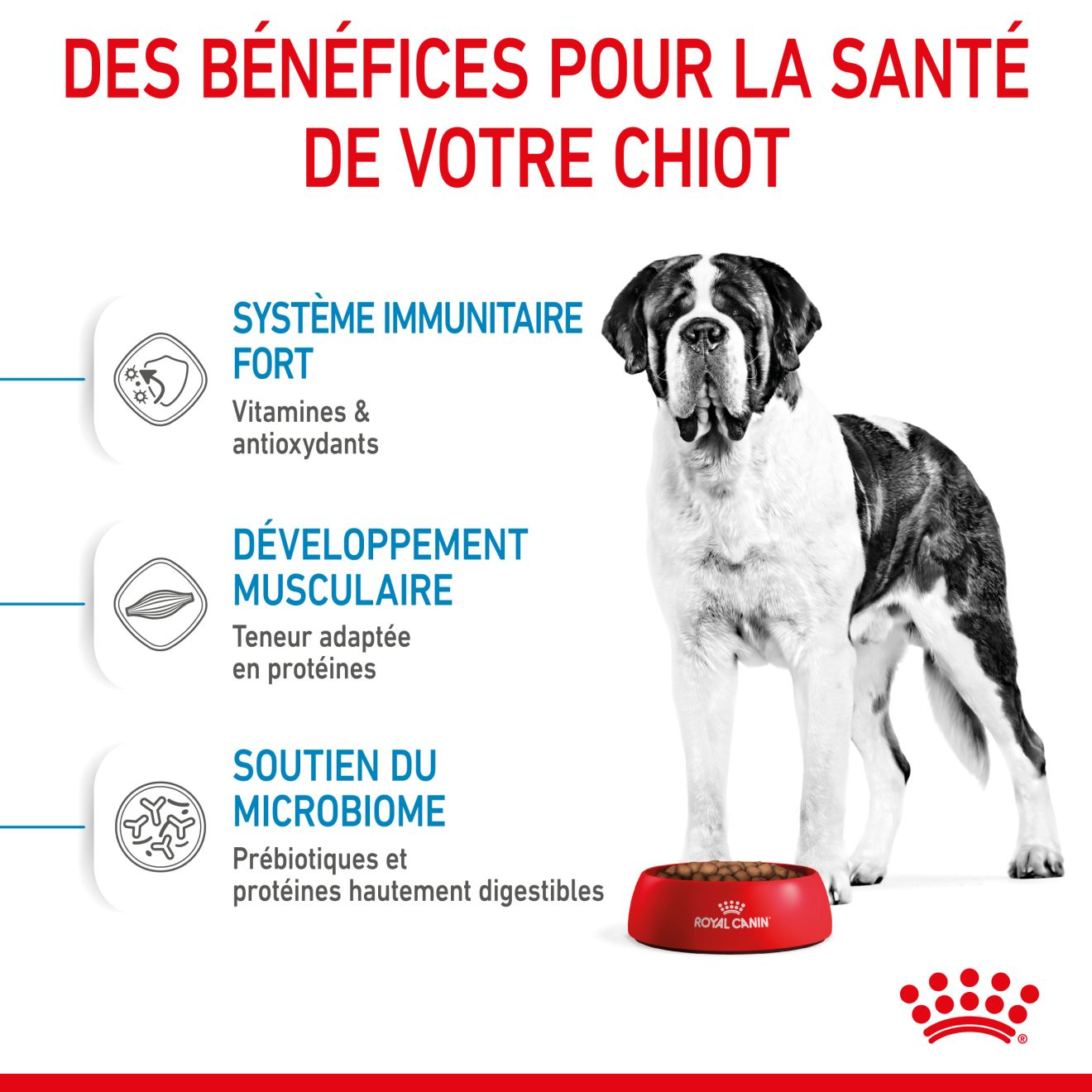 Giant Junior pour chiot