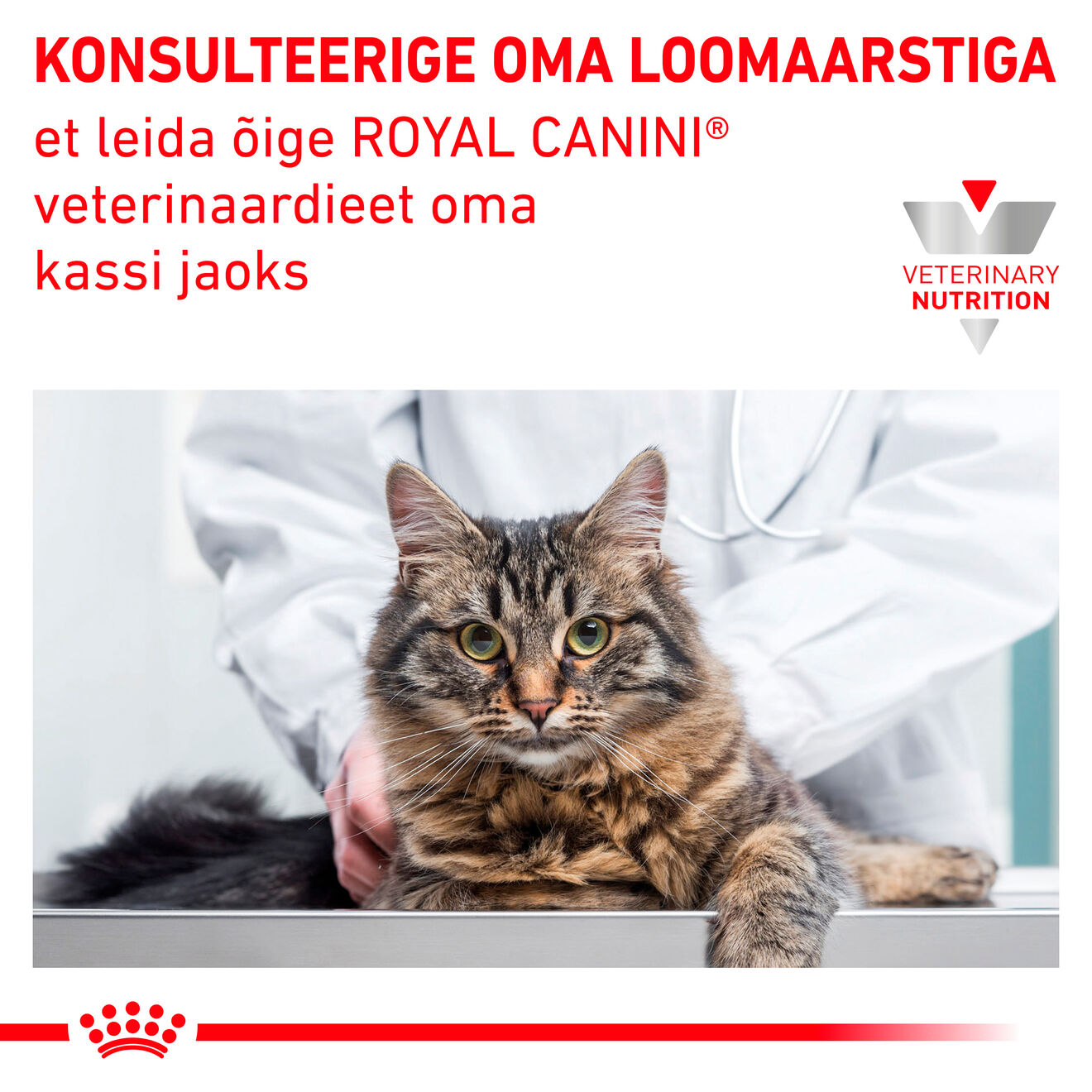 Royal Canin Early Renal Cat konserv (õhukesed viilud kastmes)