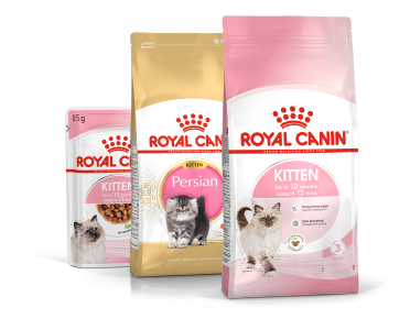 German Shorthaired Pointer | Royal Canin US