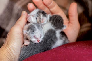 È importante che i gattini abbiano contatto con le persone prima delle sette settimane