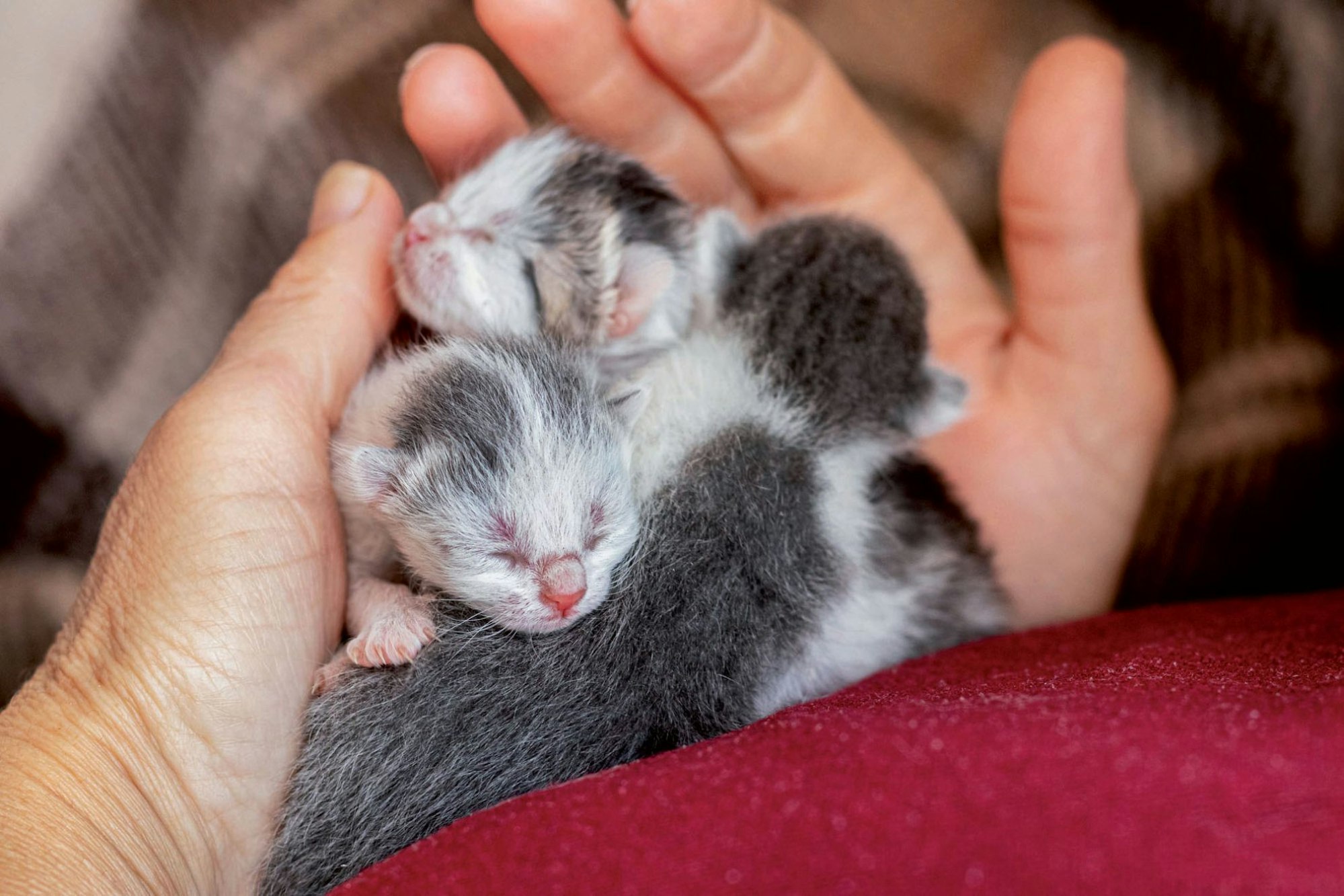 It is important that kittens have human contact prior to seven weeks of age 