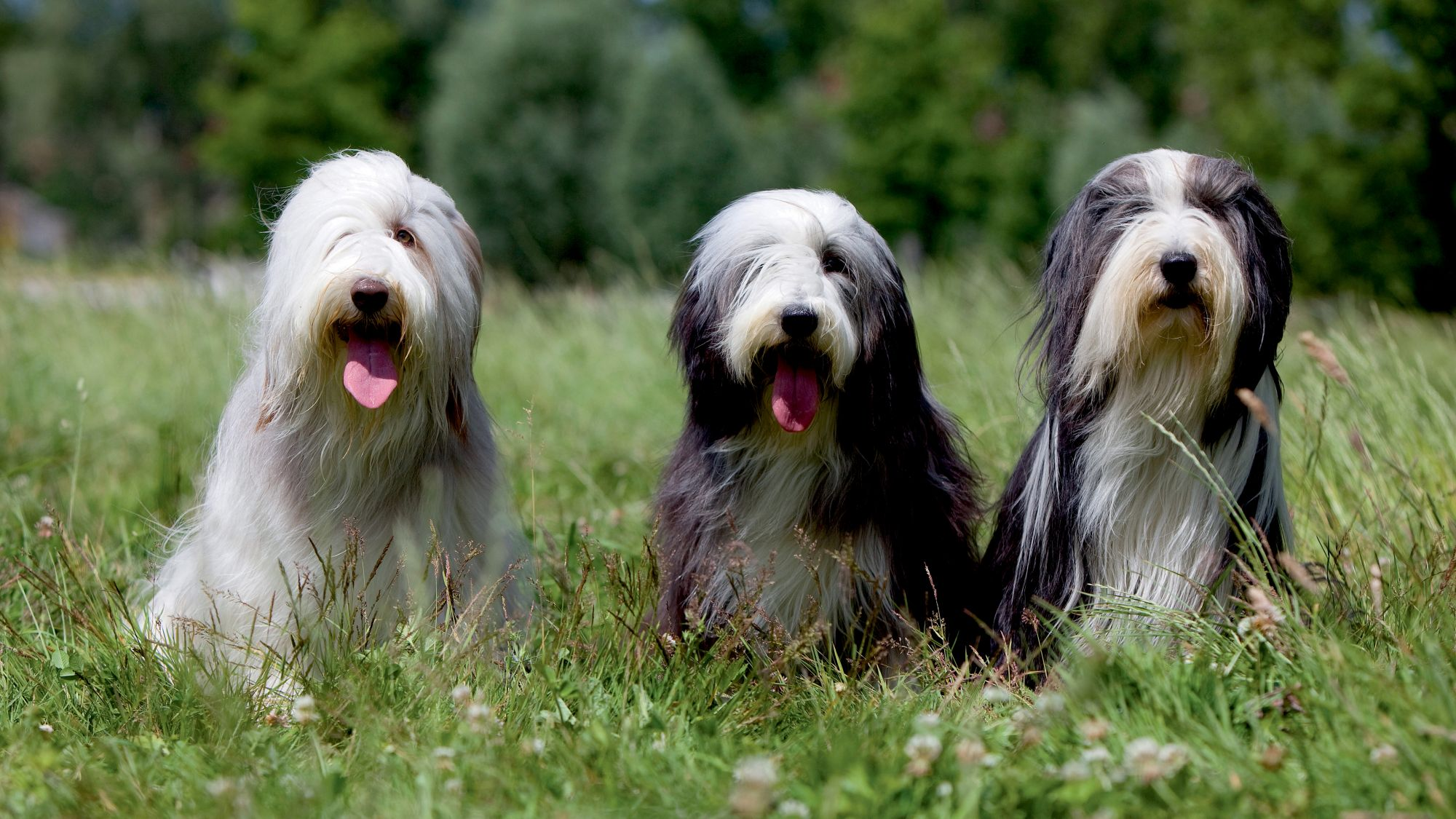 Three Bearded Collies sat next to each other in grass