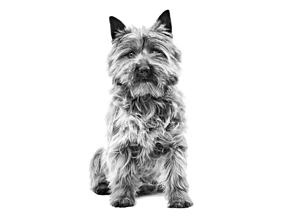 Retrato en blanco y negro de un Cairn Terrier sentado