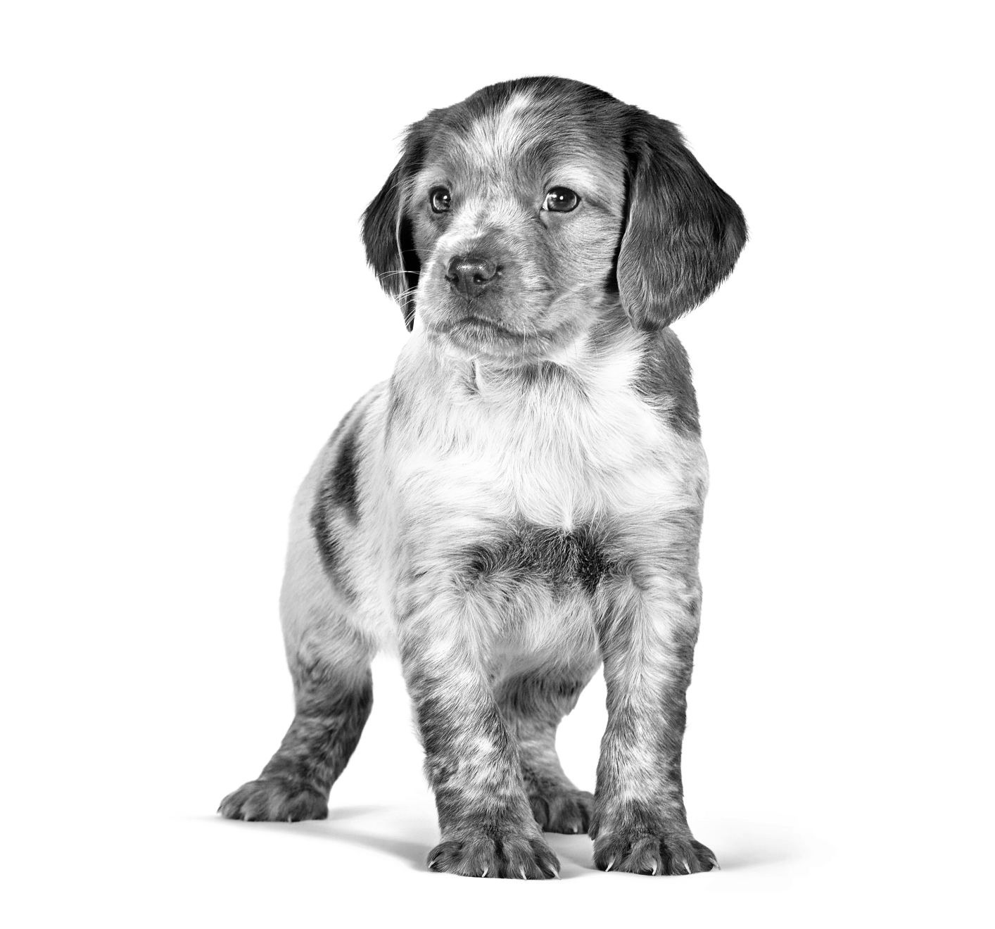Chiot épagneul breton