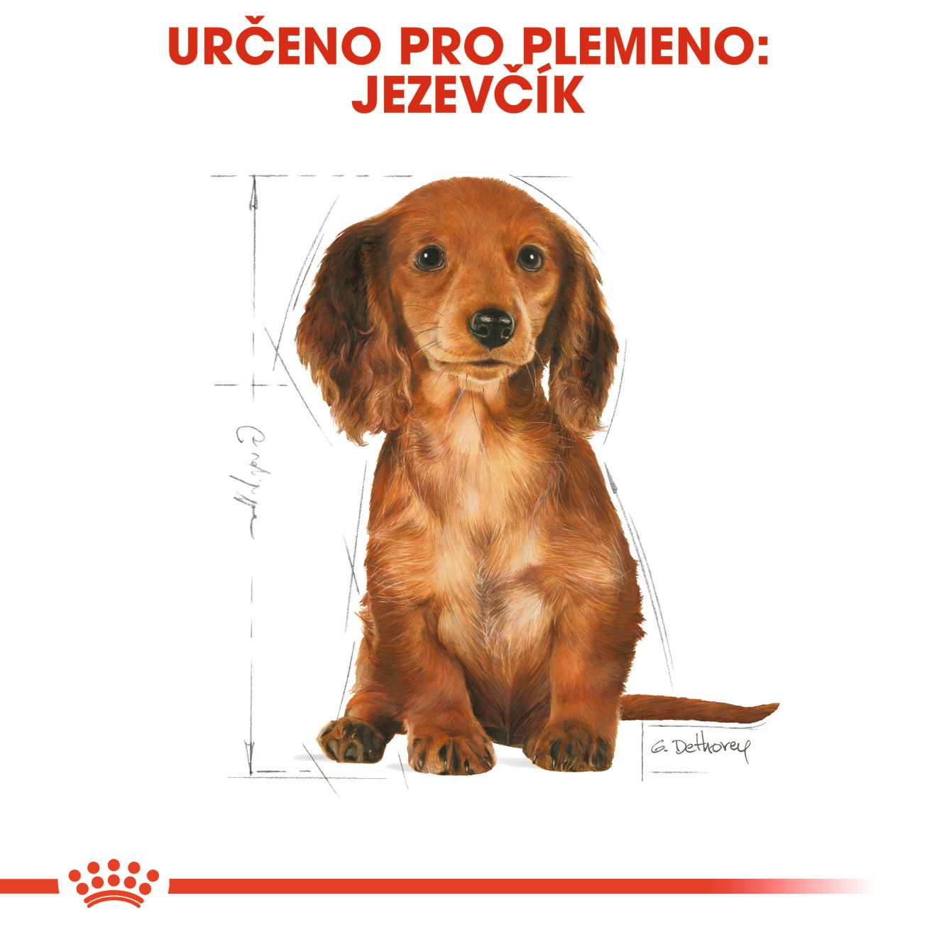 DACHSHUND Puppy