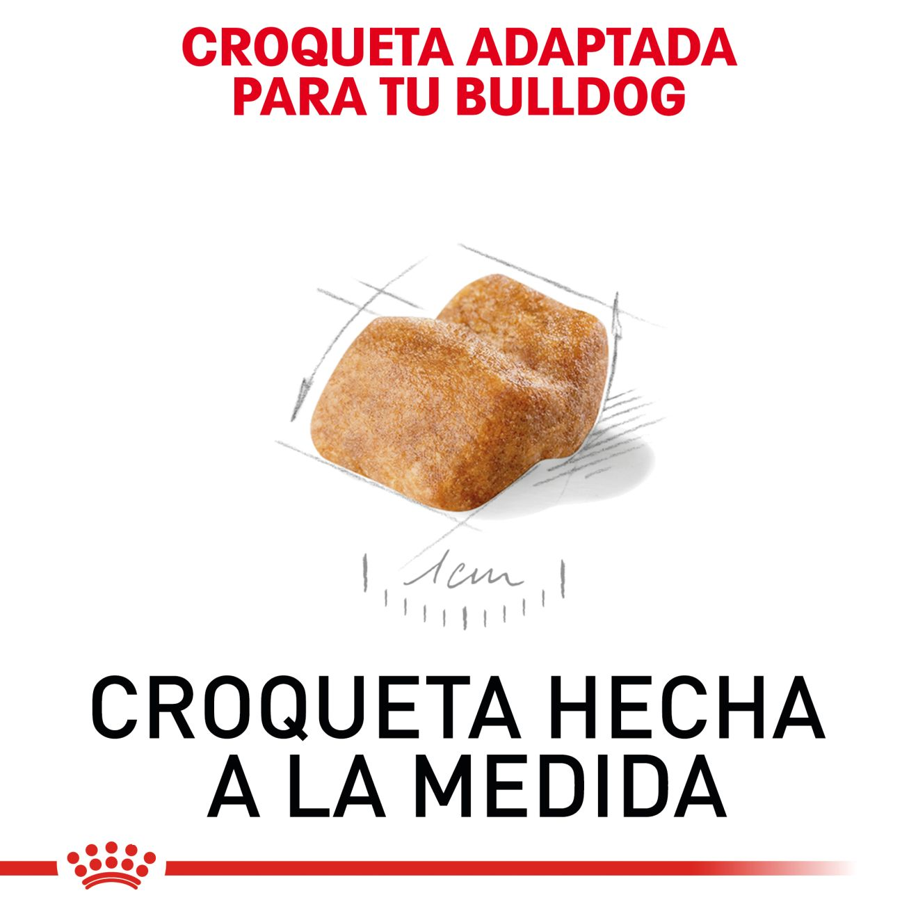 Bulldog Inglés Cachorro