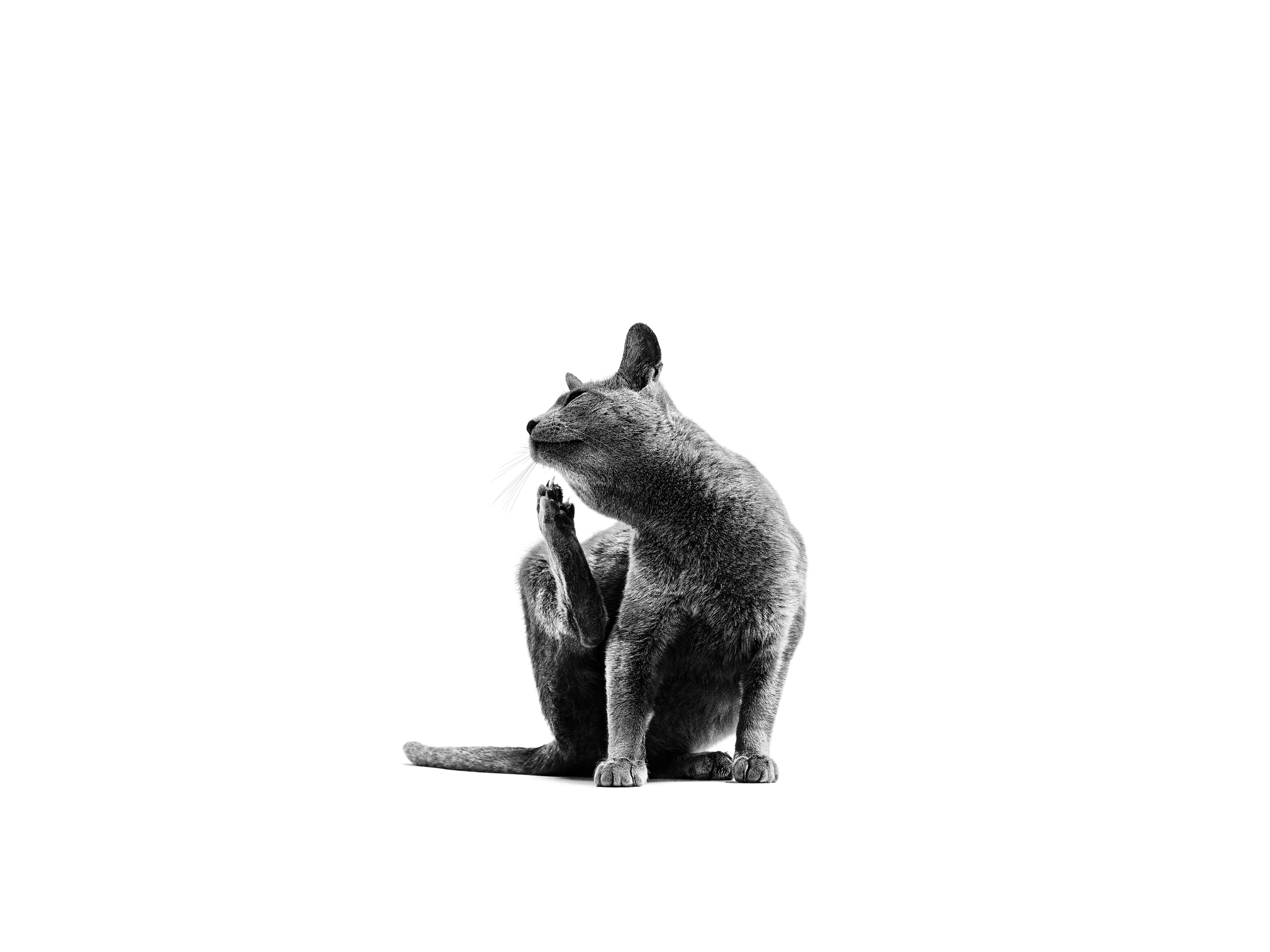 Yetişkin Mavi Rus Kedisi beyaz bir arka plan üzerinde oturuyor, siyah beyaz