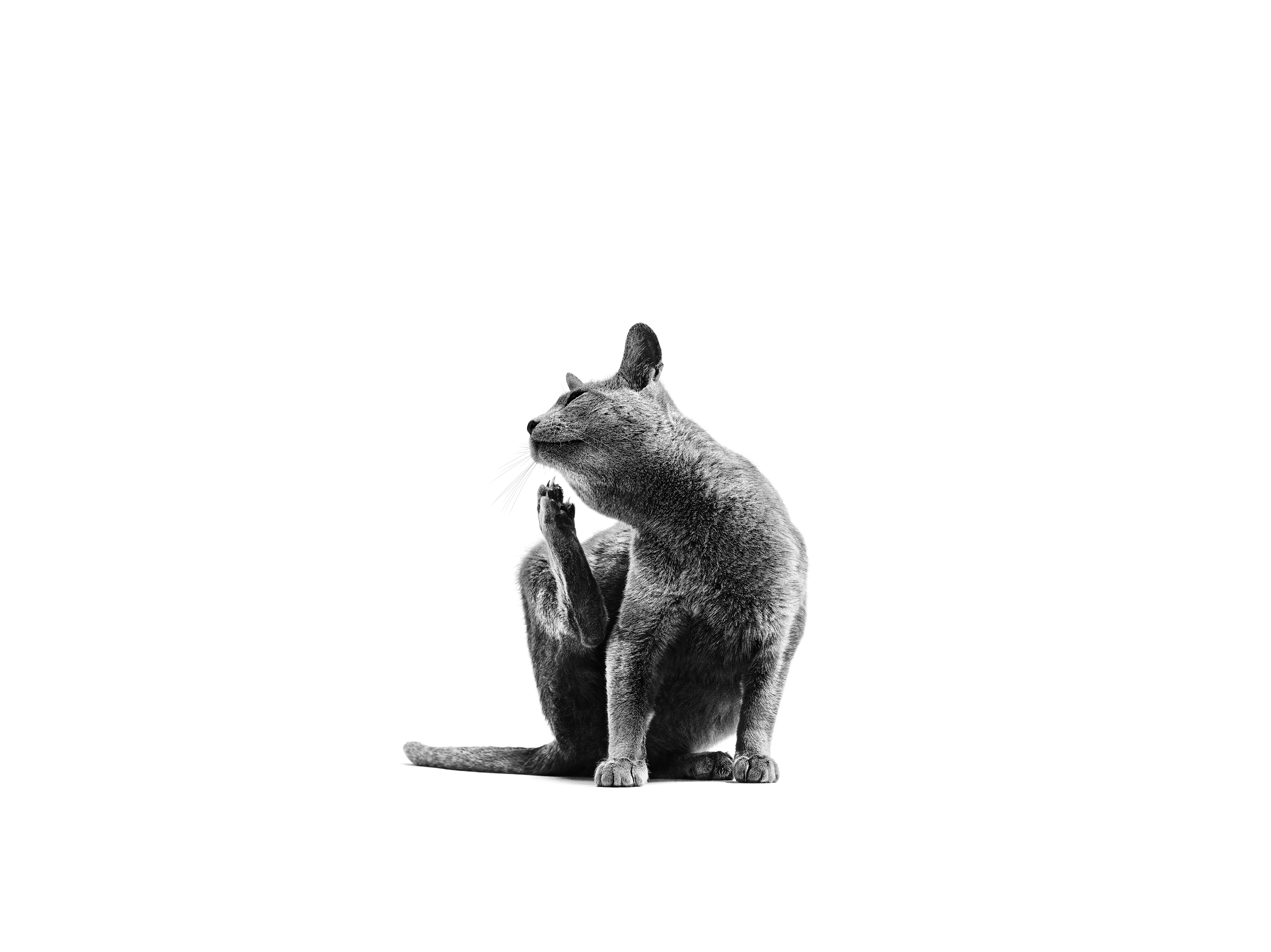 흰색을 배경으로 앉아 있는 러시안 블루 성묘 흑백 사진