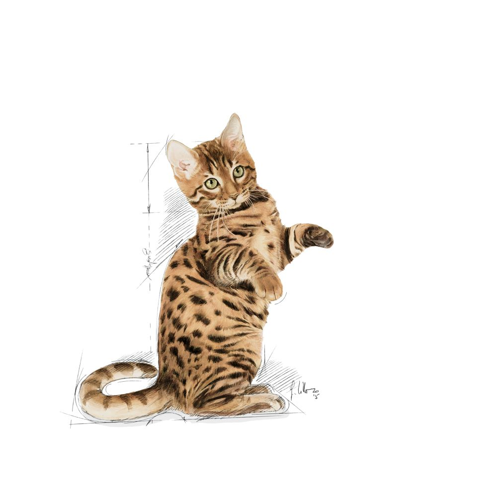 Sterilised Kitten jelly