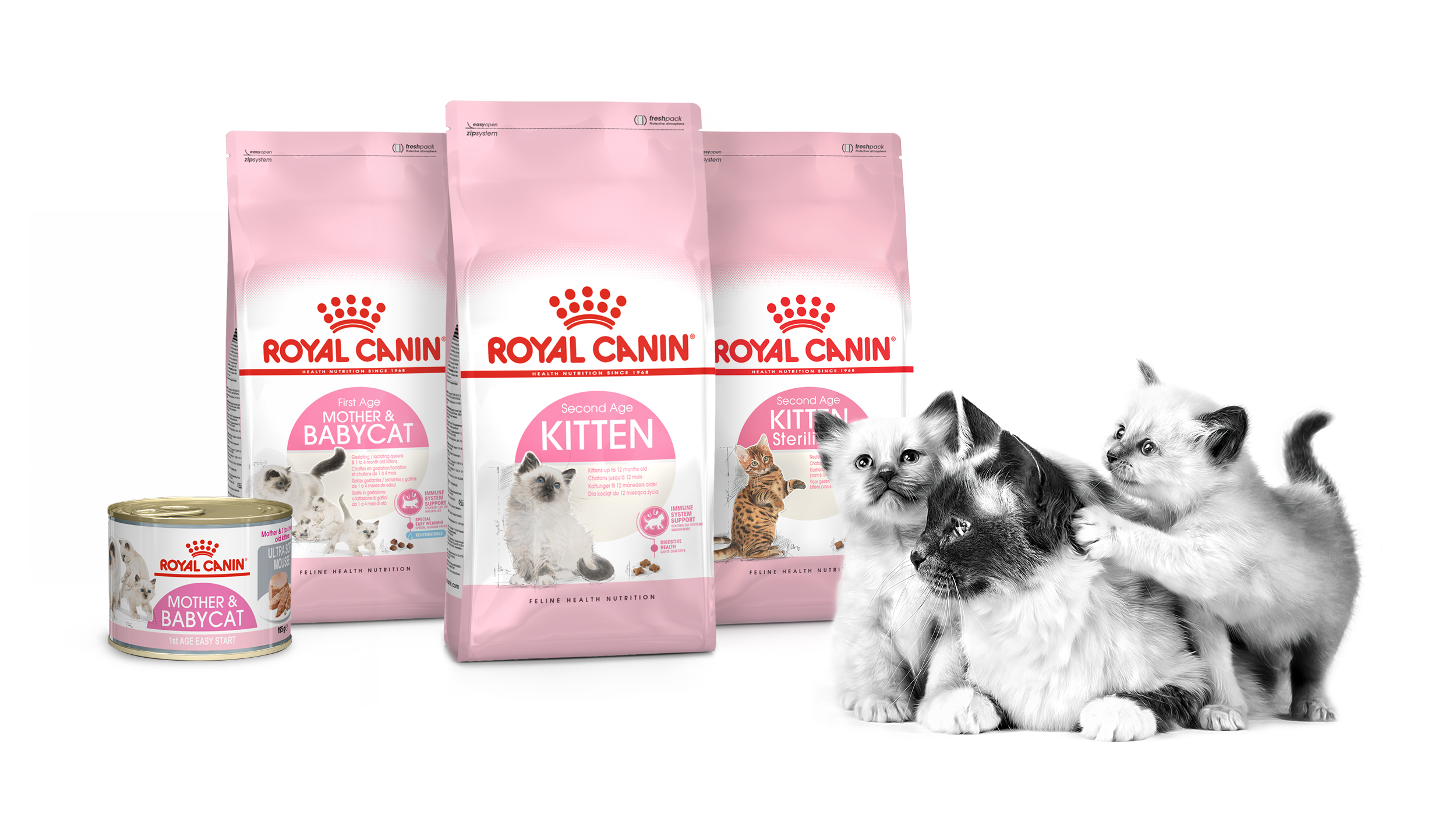 어린 고양이 사료 급여 가이드 - Royal Canin ® | 로얄캐닌