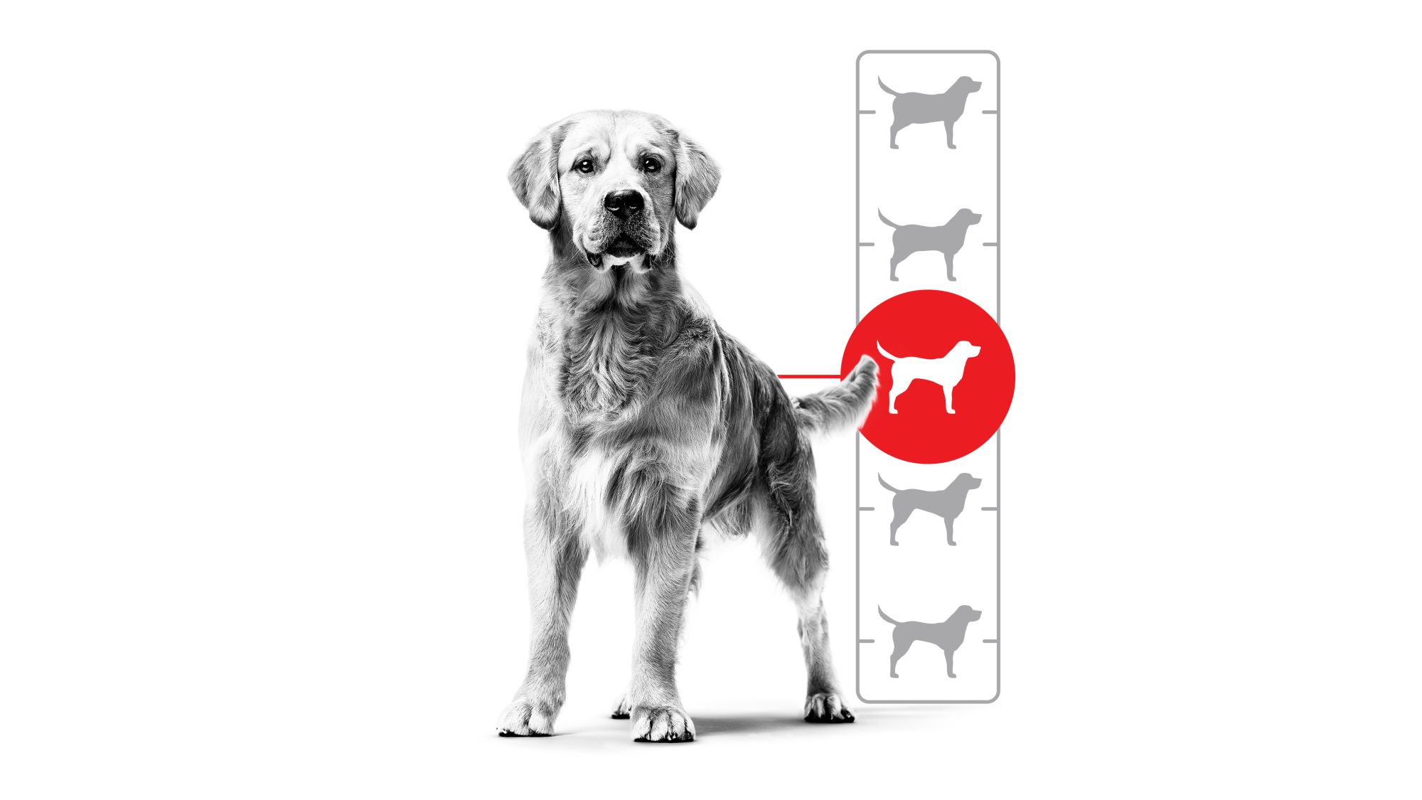Golden Retriever hund i svart og hvitt med Body Condition Score illustrasjon