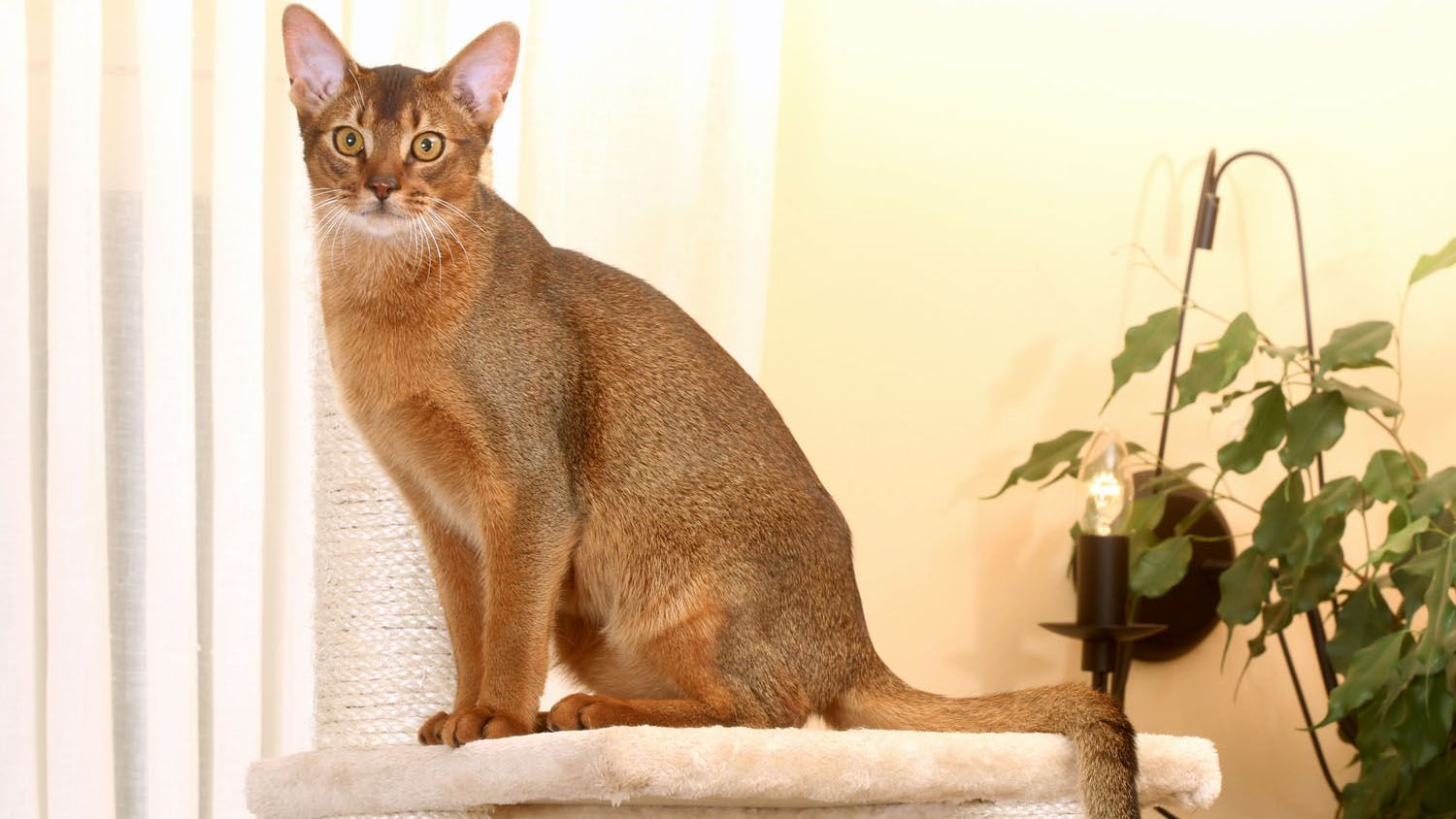 Abyssinian cat sat a top a cat stand
