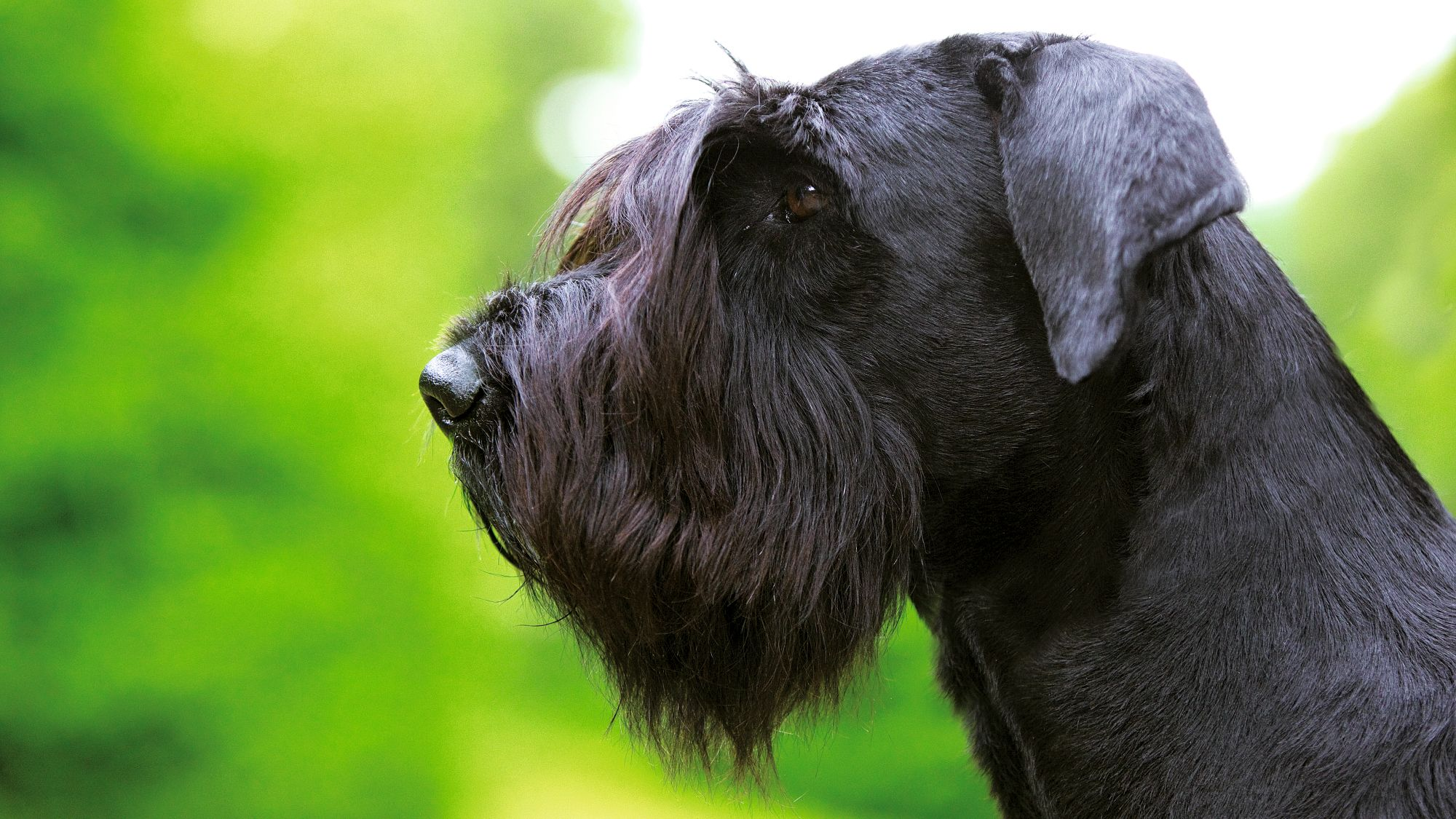Side view close-up of Giant Schnauzer head