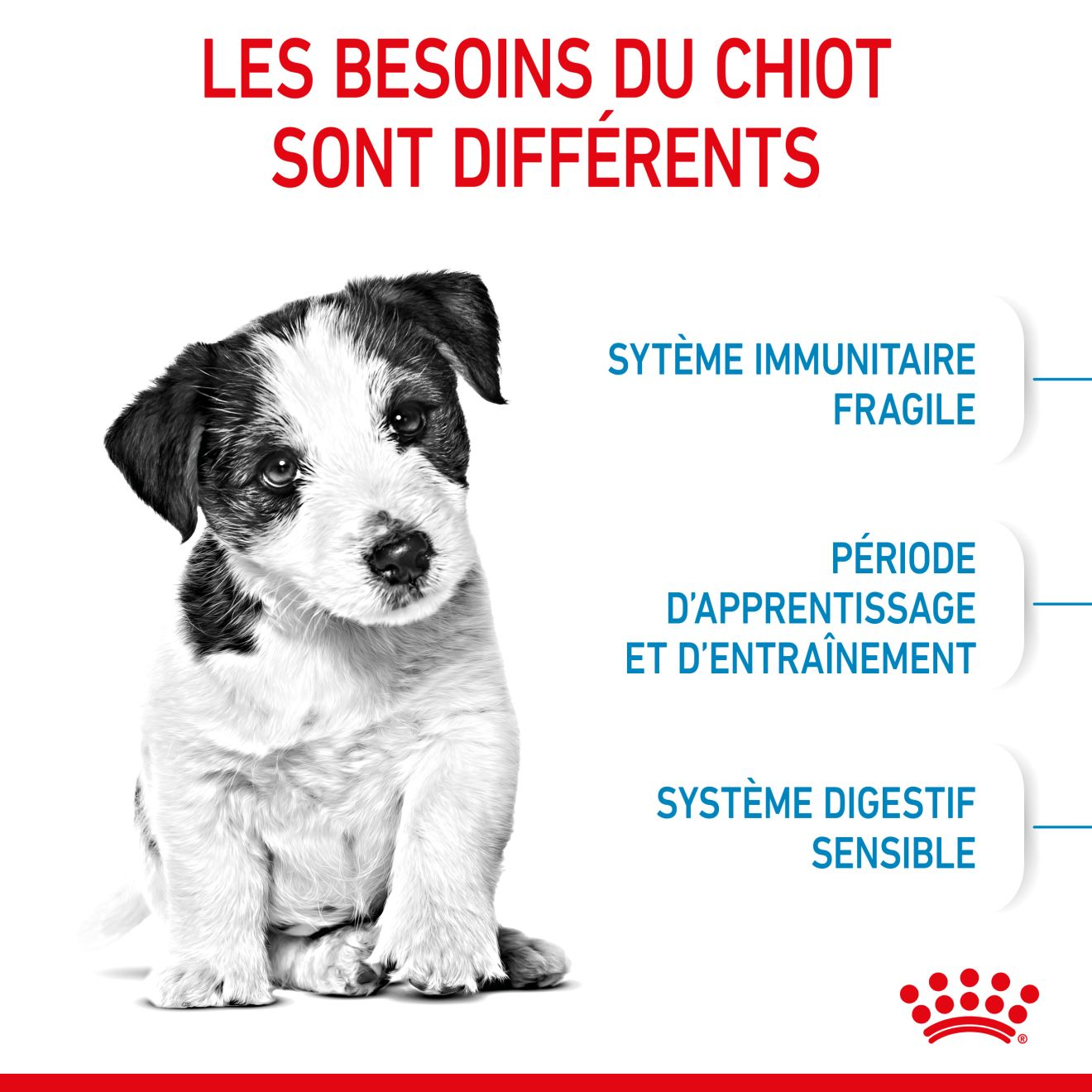 Mini Puppy pour chiot