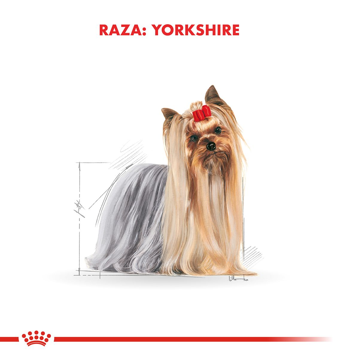 Canin yorkshire clearance terrier