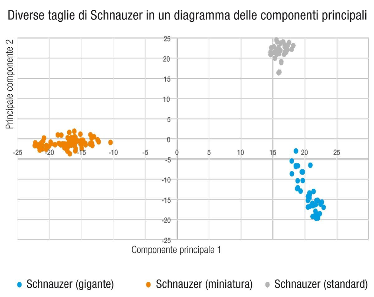 L’analisi delle componenti principali (PCA, Principal Component Analysis) è un metodo di clustering non supervisionato dei genotipi testati, che consente di confrontare la similarità del DNA. È prevedibile che i campioni strettamente collegati, come ad esempio cani della stessa razza, si aggreghino a causa delle similarità nel loro corredo genetico. Questo particolare diagramma della PCA illustra la differenza nelle firme genetiche delle varietà standard, miniatura e gigante dello Schnauzer, dimostrando il forte grado di separazione genetica che può risultare nel corso delle generazioni semplicemente dalla selezione di un tratto come la taglia. 
