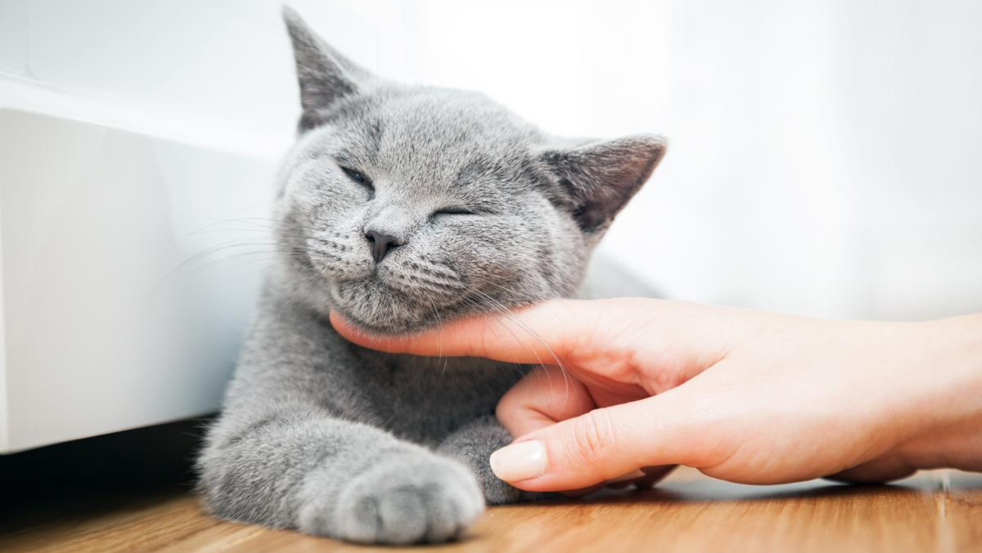 Gato gris peludo que se rasca debajo de la barbilla