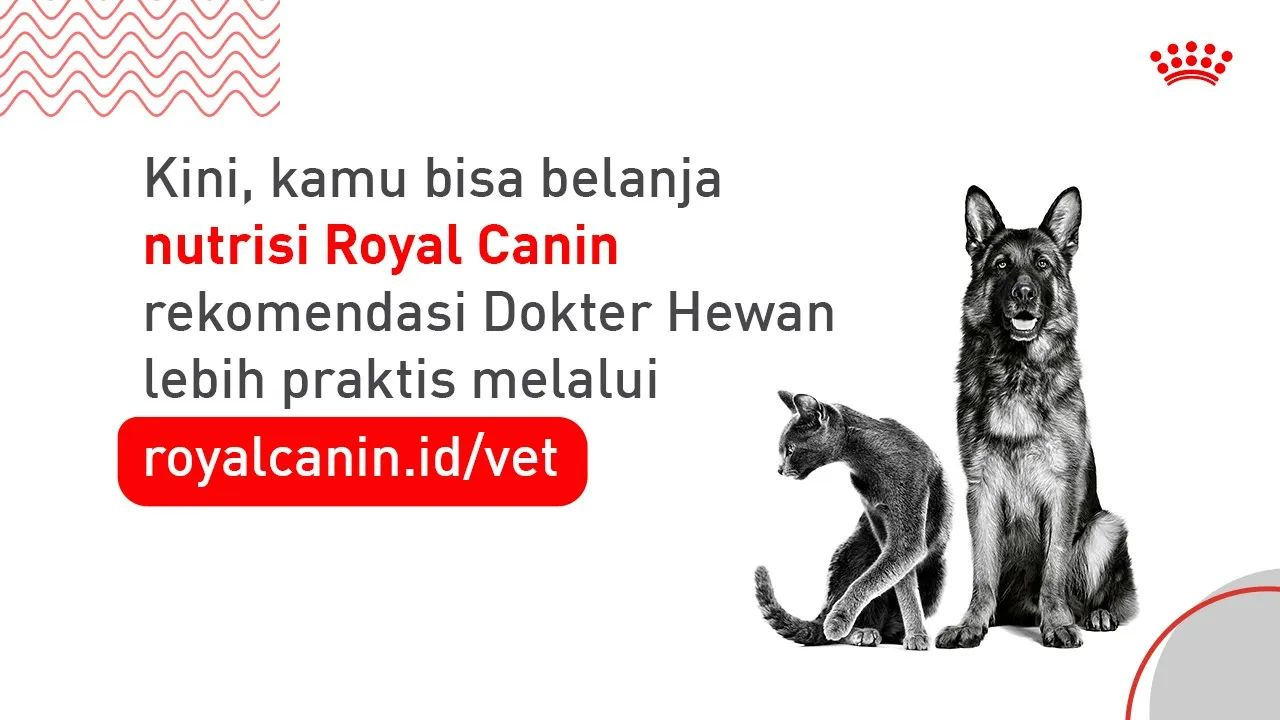  Belanja Nutrisi Royal Canin Rekomendasi Dokter Hewan di royalcanin.id/vet 