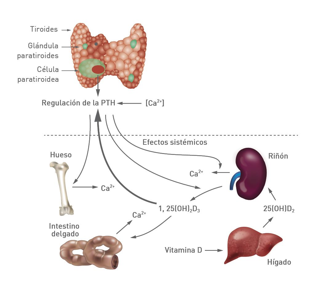 Mecanismo de la homeostasis del calcio