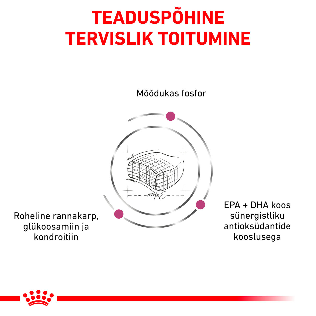 Royal Canin Early Renal Cat kuivtoit