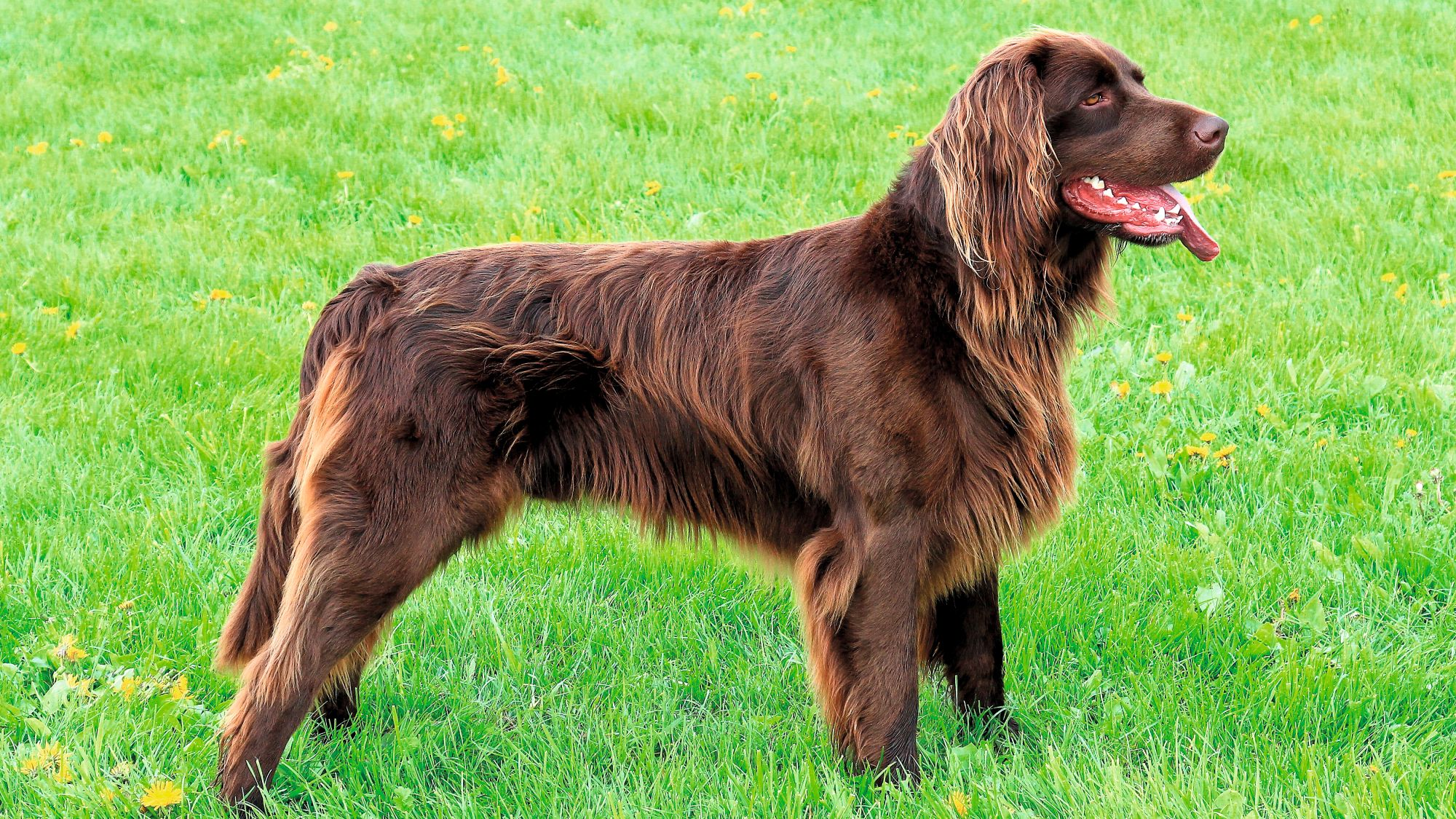 German Longhaired Pointing Hound stood facing to the side on grass