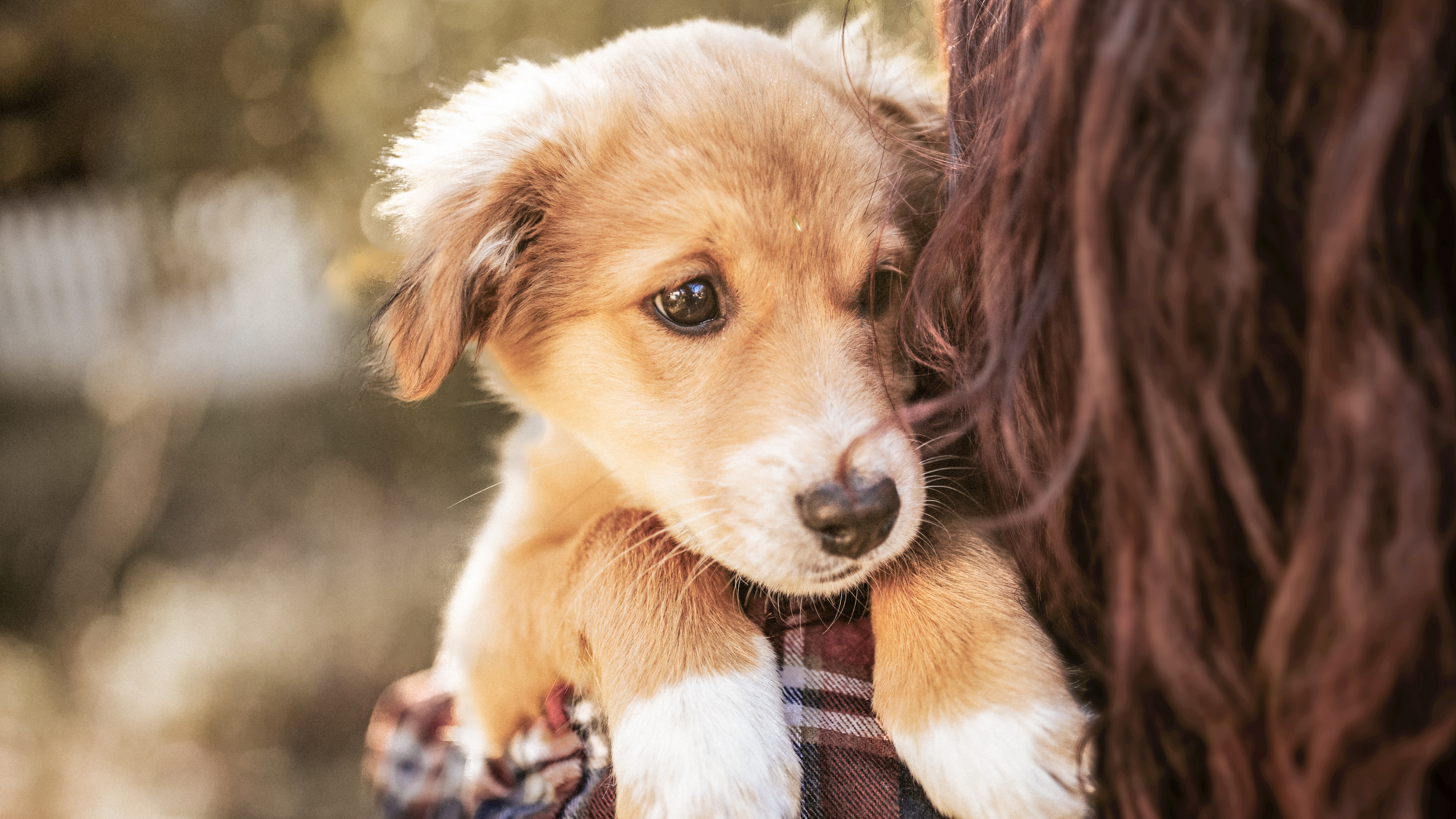 Puppy being carried by owner