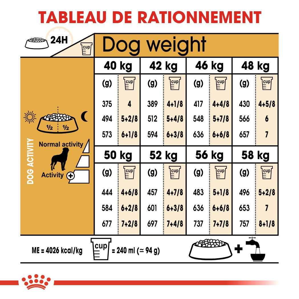 Rottweiler Adulte