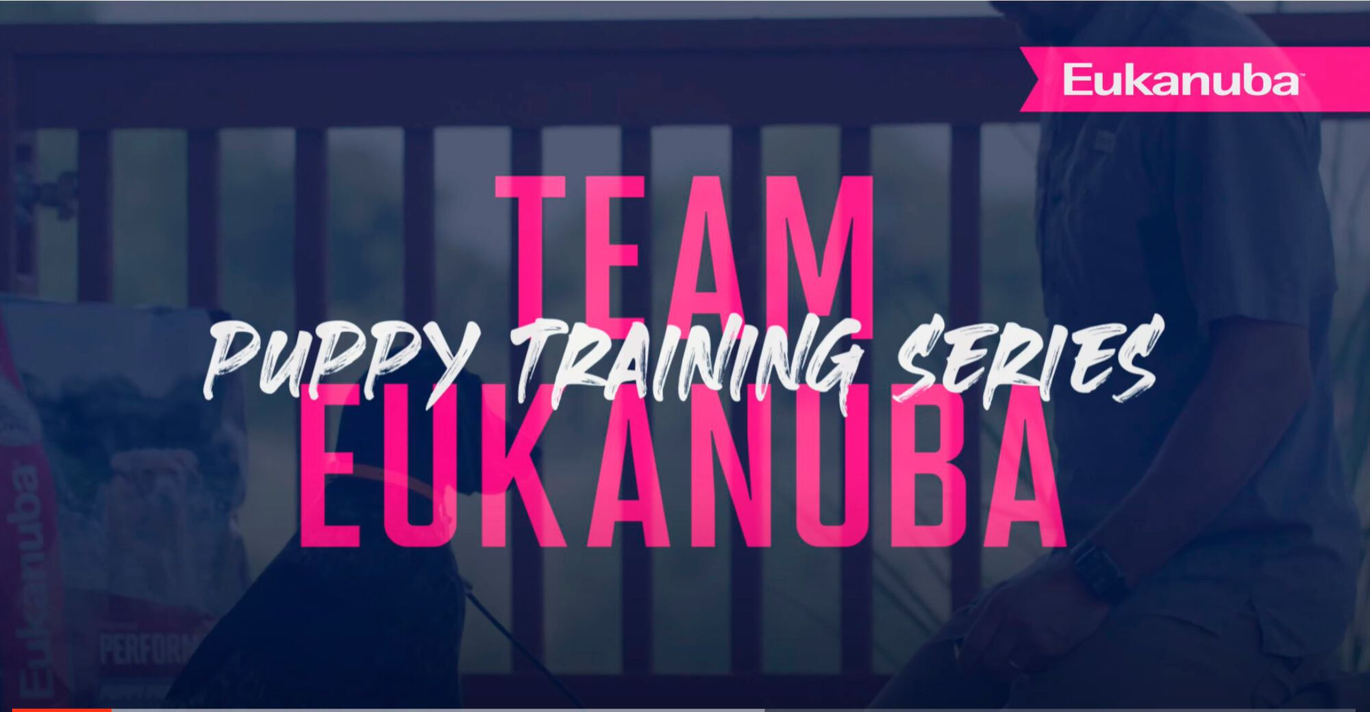 Intro to Upland Puppy Training Eukanuba Sporting Dog