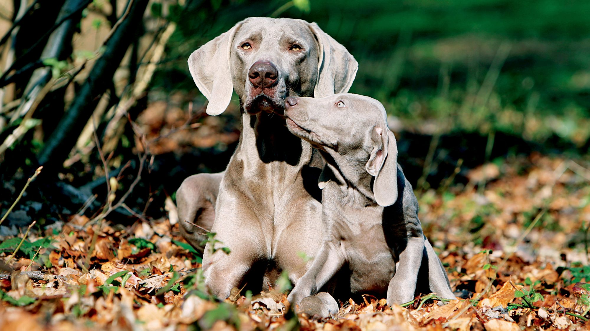 An adult and a puppy Weimaraner sat snuggling each other in fallen leaves