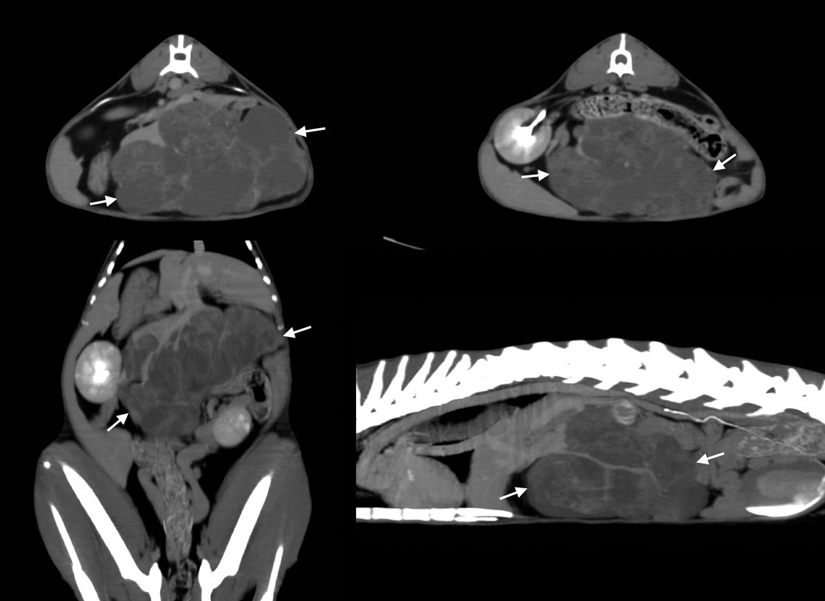 Imagini CT ale unei tumori hepatice la o pisică. Imagini transversale (sus) și imagini reformatate în plan dorsal și sagital în proiecție de intensitate maximă (jos). Se poate observa o formațiune de mari dimensiuni în partea centrală a ficatului (săgeți), cu contururi clar delimitate, ceea ce facilitează excizia chirurgicală.