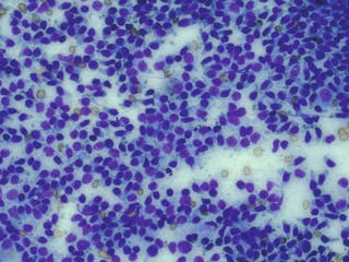 Cell characteristics