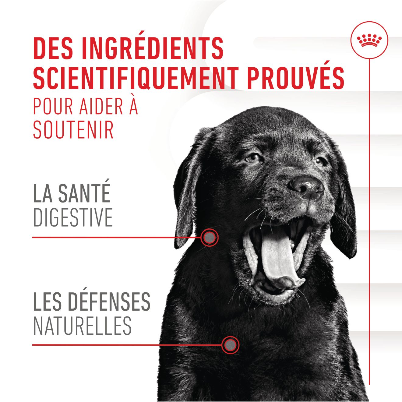  Aliment Complémentaire Puppy Immunity & Digestion Chews pour chiot