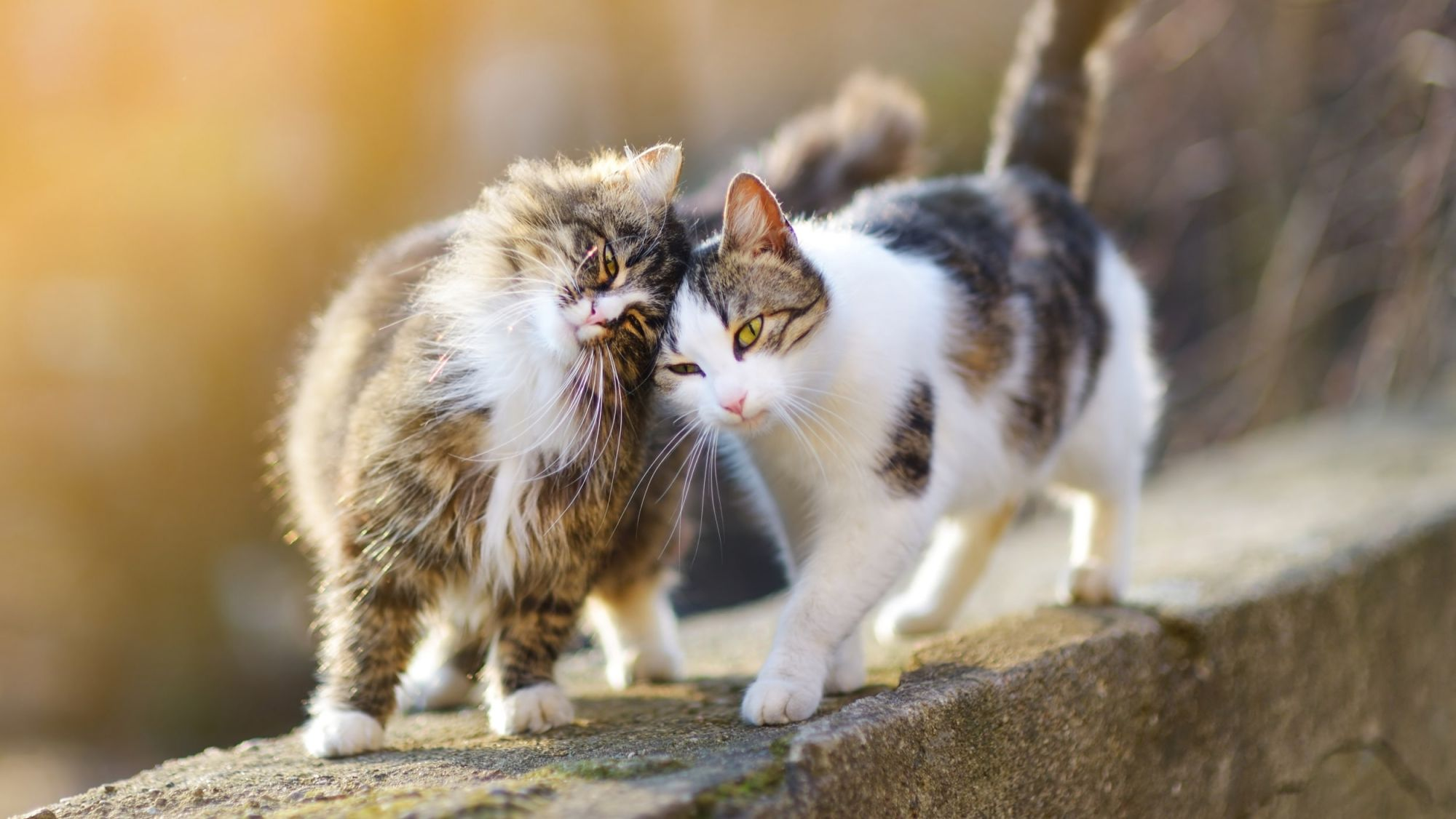 Shorthair Britânico adulto deitado num sofá cinzento.