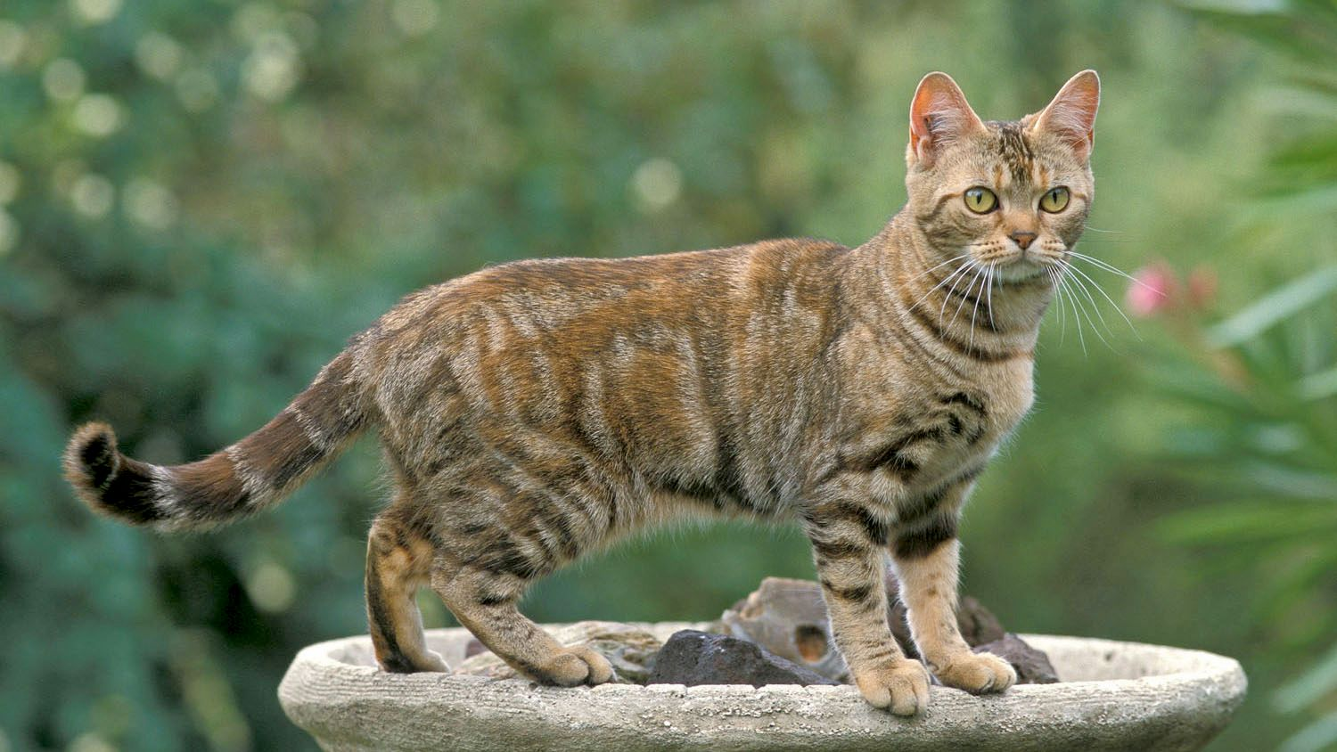 American Shorthair steht draußen auf einer Steinurne