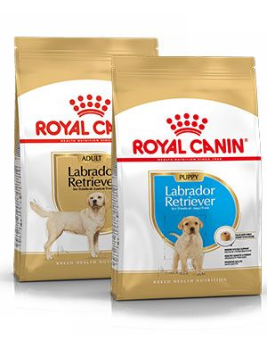 Labrador dog packaging