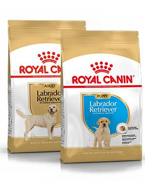 Royal best sale canin dna