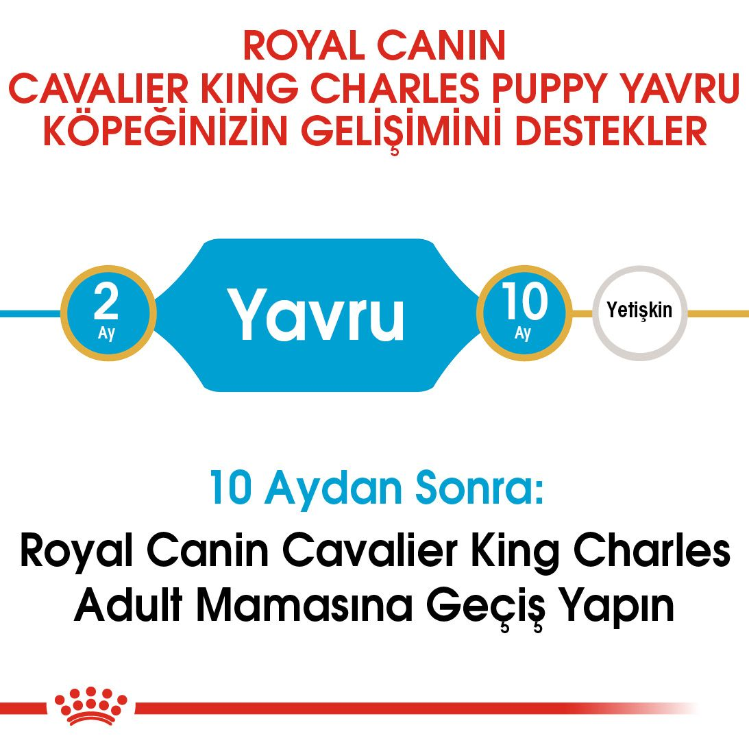 Cavalier King Charles Puppy Yavru Köpek Kuru Maması