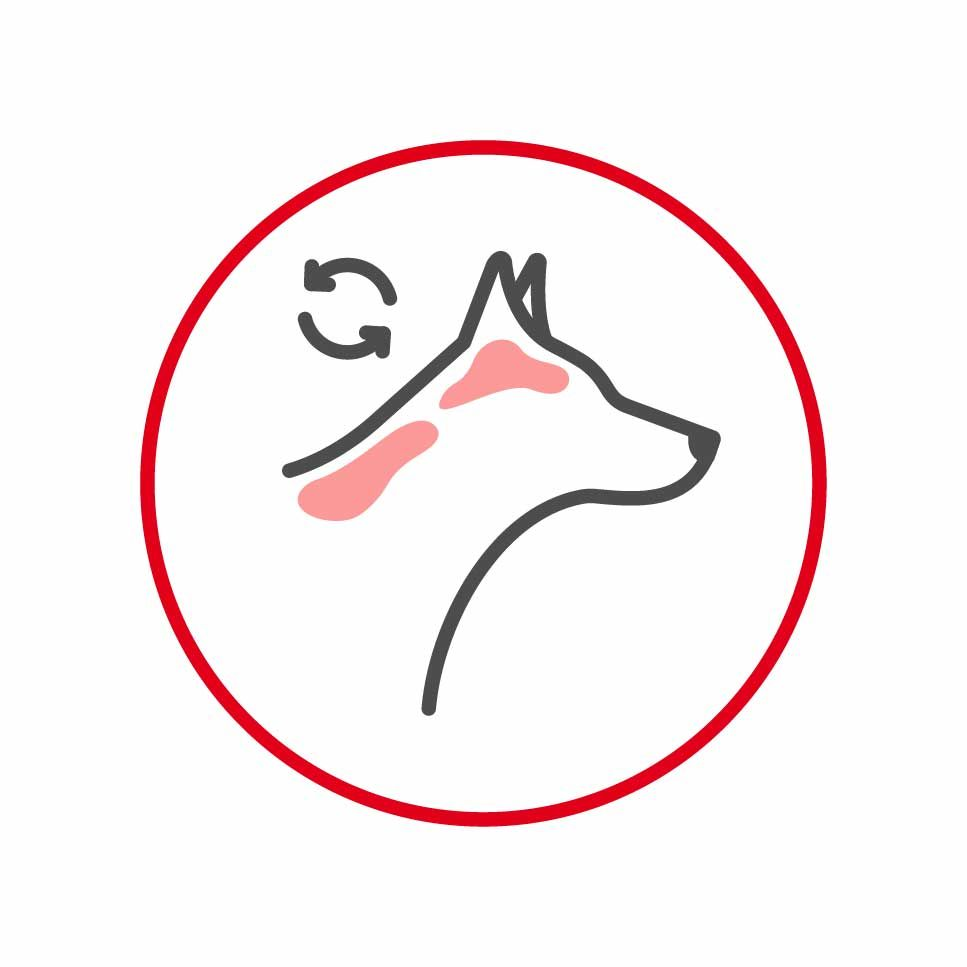 Illustration of a dog with inflamed skin