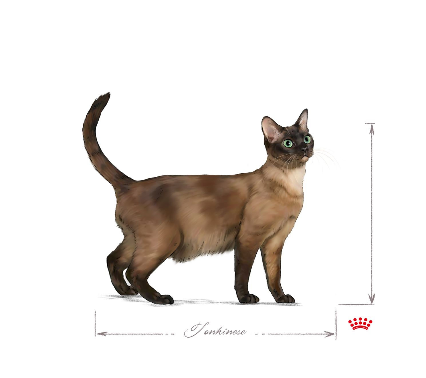 Tonkinese adult black and white