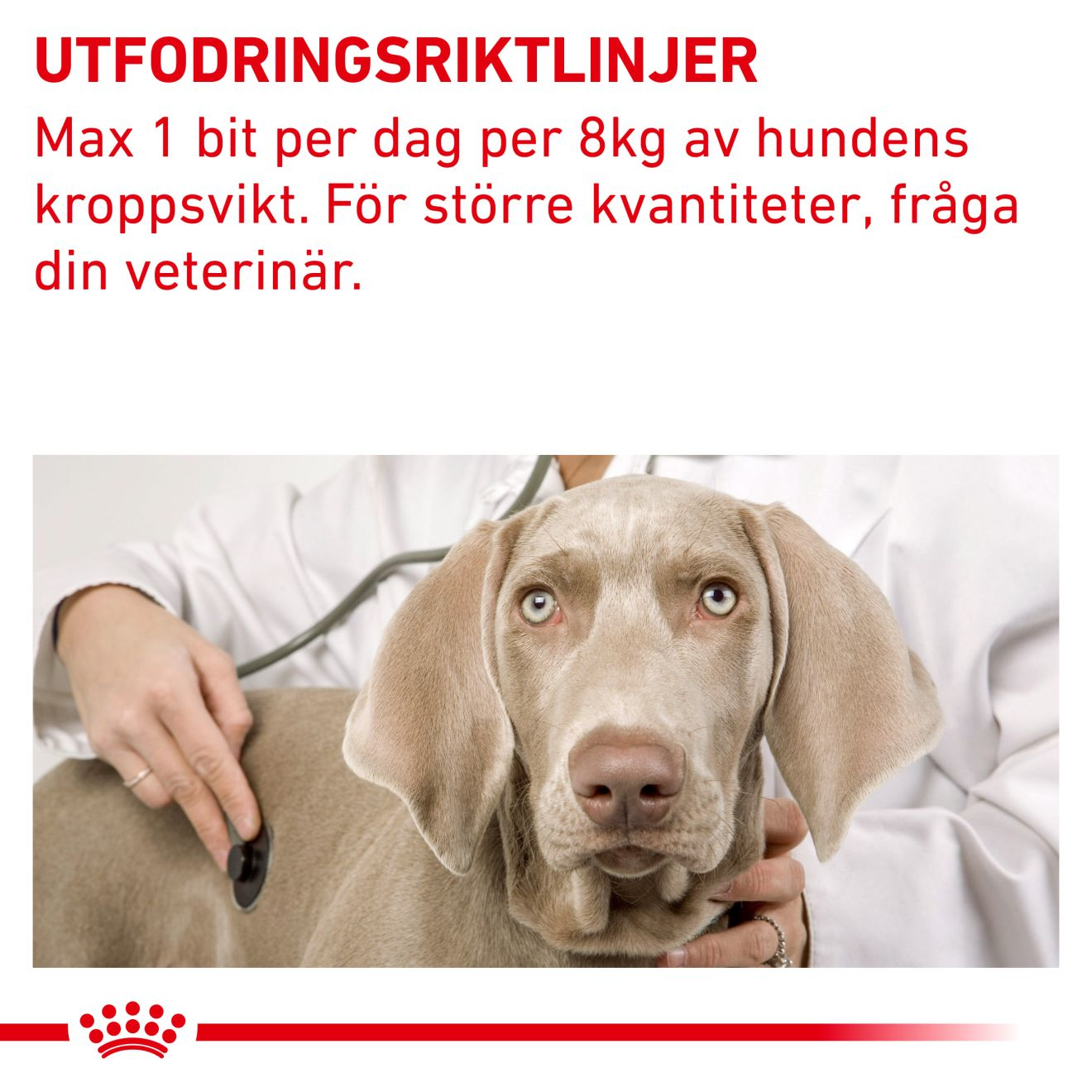 Pill Assist Medium/Large Dog