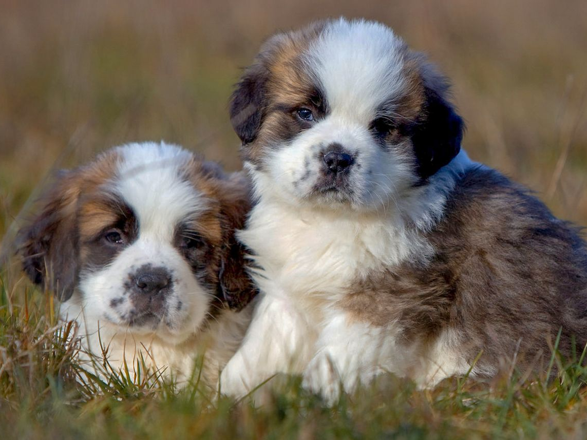 Puppy Saint Bernards sitting together in a field.