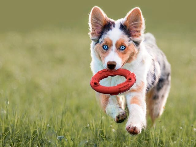 anak anjing australian shepherd bermain di rumput dengan mainan