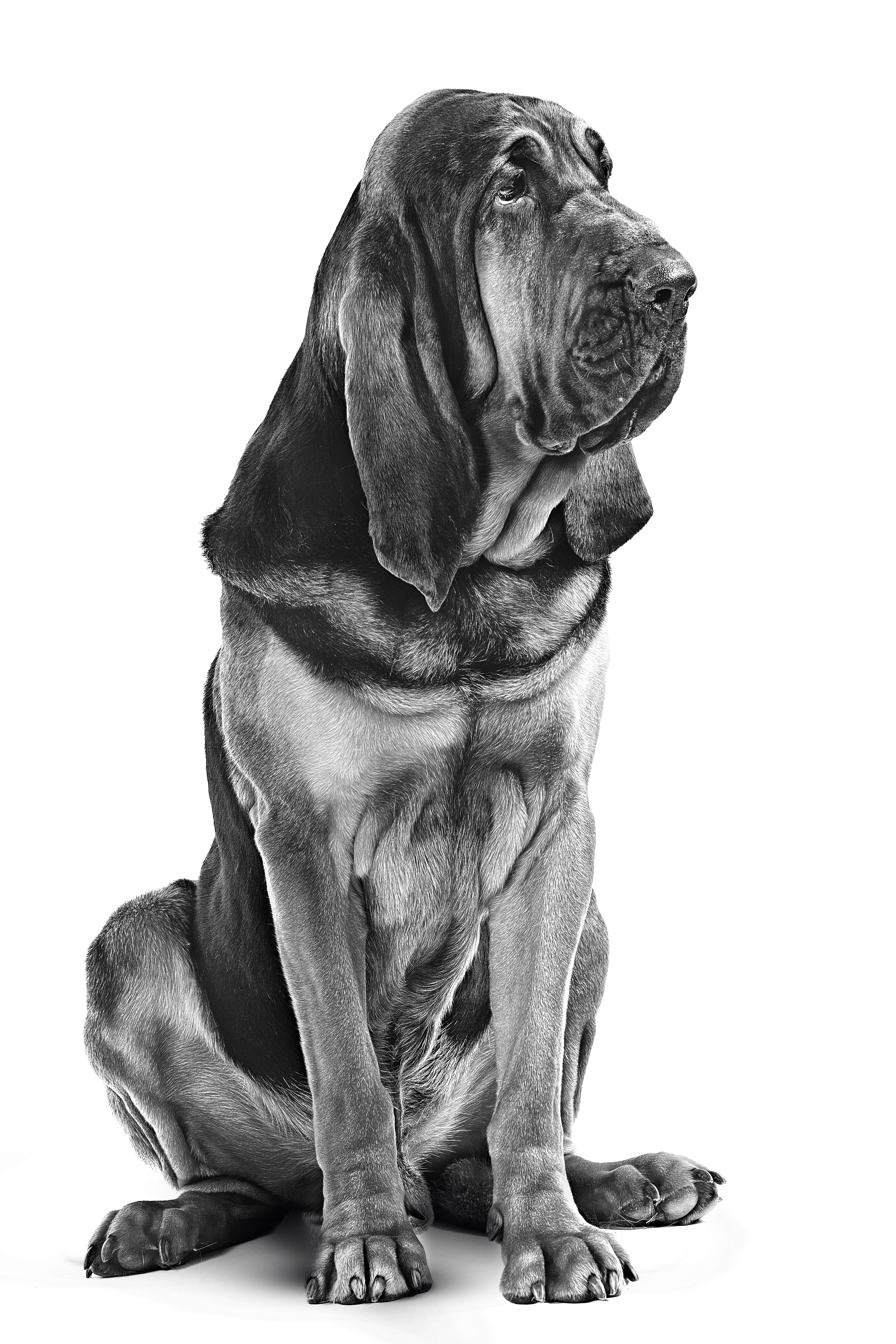 Bloodhound adult in black and white