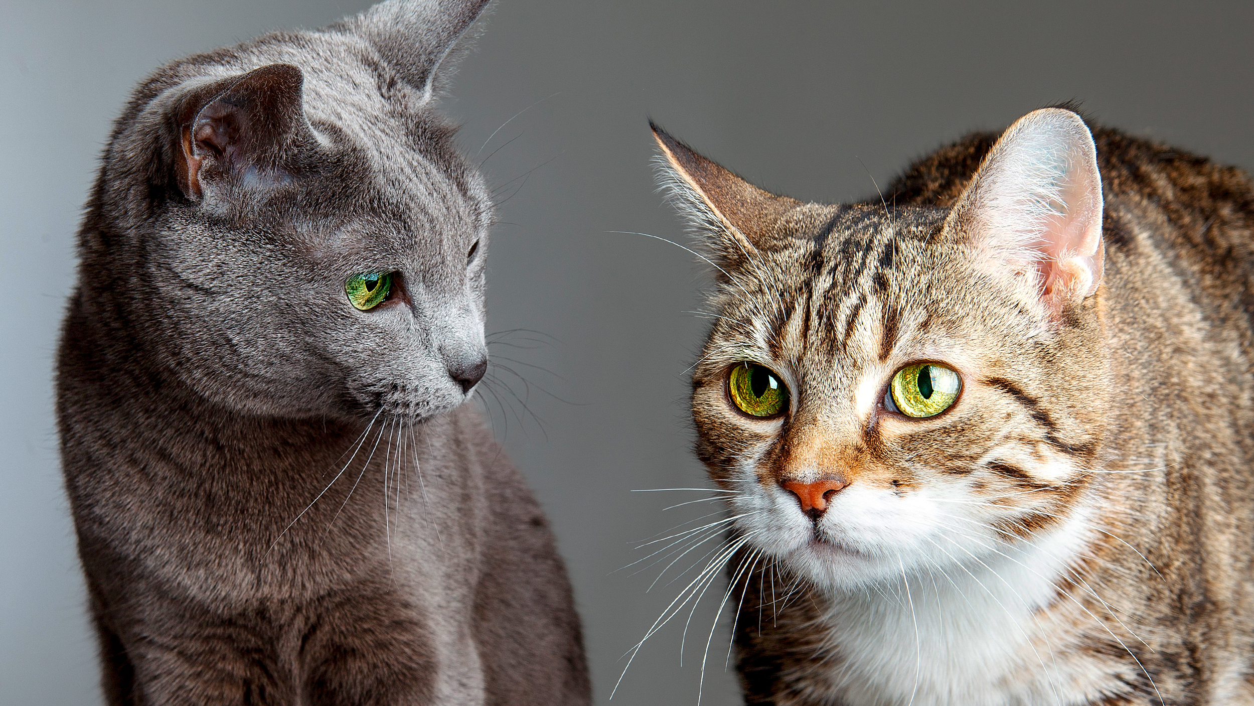 Volwassen Blauwe Rus zit naast een andere kat op een grijze achtergrond.