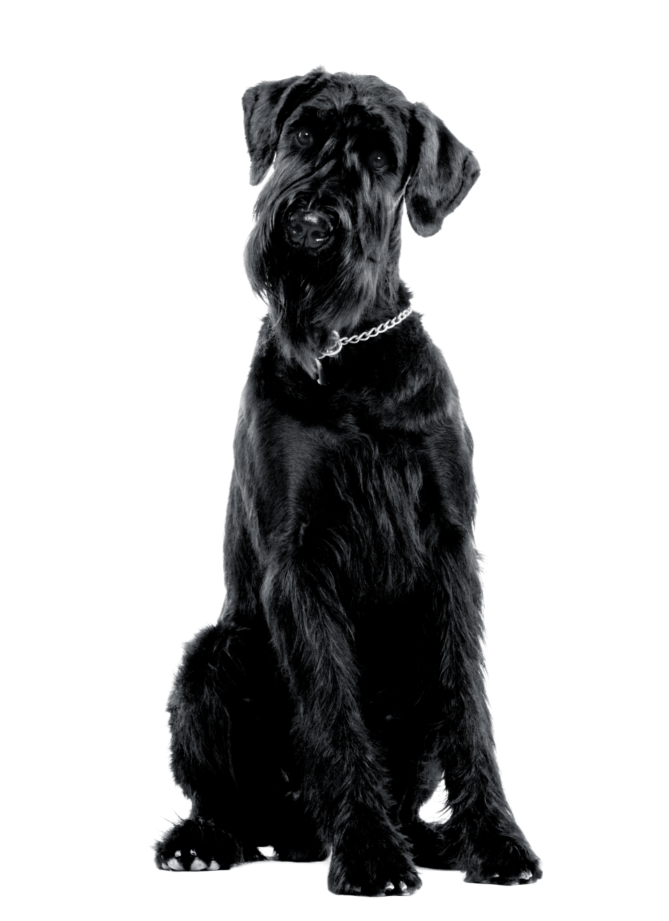 Giant Schnauzer sitting facing camera in black and white