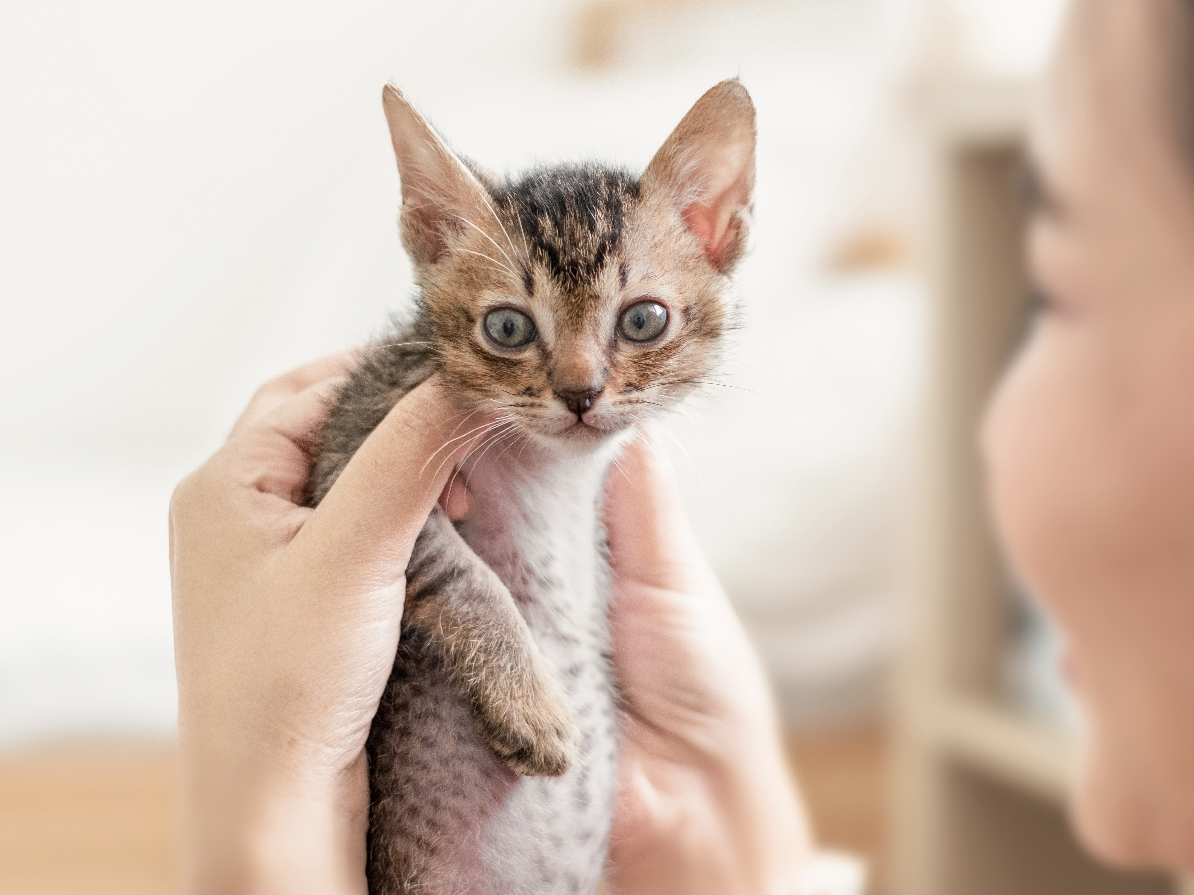 Kitten being held by owner