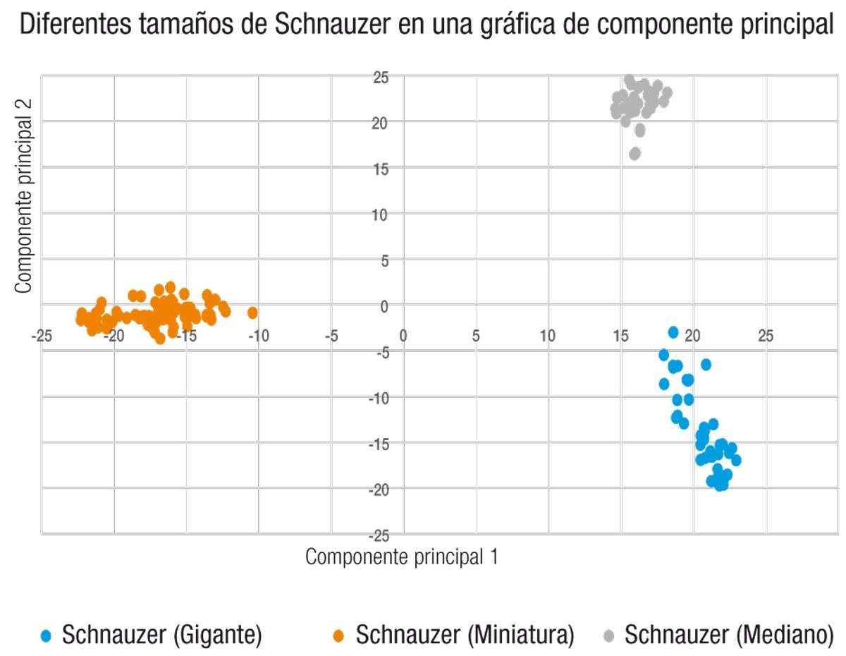 El análisis de componente principal (ACP) es un método de agrupación no supervisado de los genotipos estudiados que permite comparar la similitud del ADN. Las muestras íntimamente relacionadas, como los perros de una misma raza, se encuentran en el mismo grupo debido a la similitud en su secuencia genética. En particular, este gráfico de ACP ilustra la diferencia entre la firma genética de las variedades del Schnauzer Mediano, Miniatura y Gigante; lo que demuestra la separación genética tan grande que se puede producir generación tras generación, simplemente seleccionando un rasgo como el tamaño.