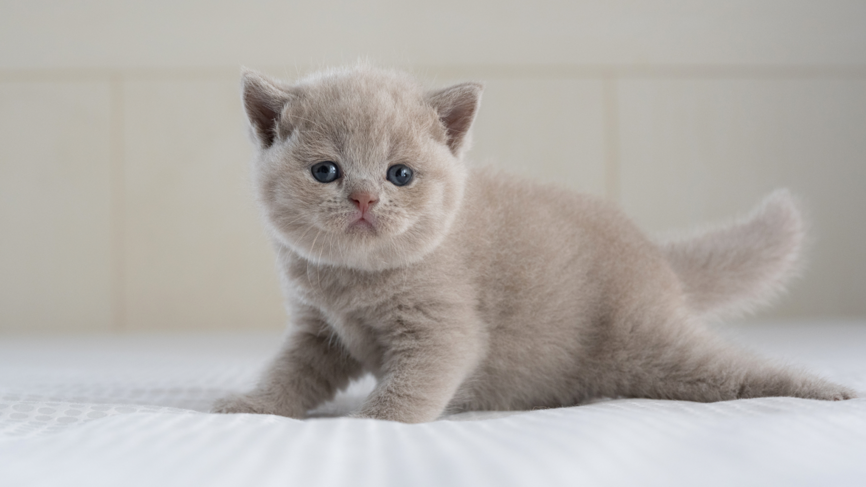 Gatito británico de pelo corto, aprendiendo a andar sobre una cama blanda, colcha blanca.